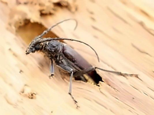 Capricorne des maisons sortant d'un trou dans du bois dégradé.