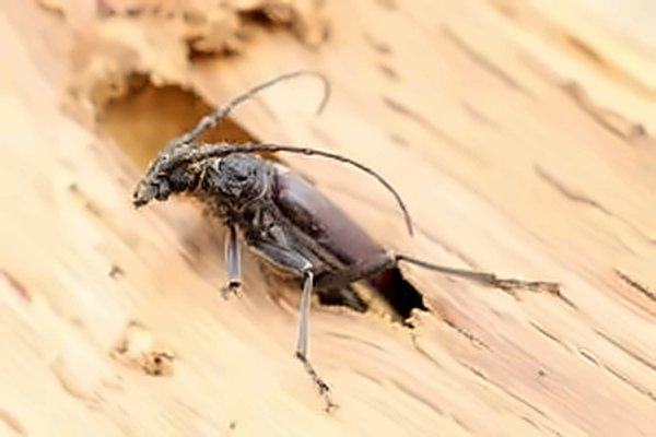 Capricorne des maisons sortant d'un trou dans du bois dégradé.