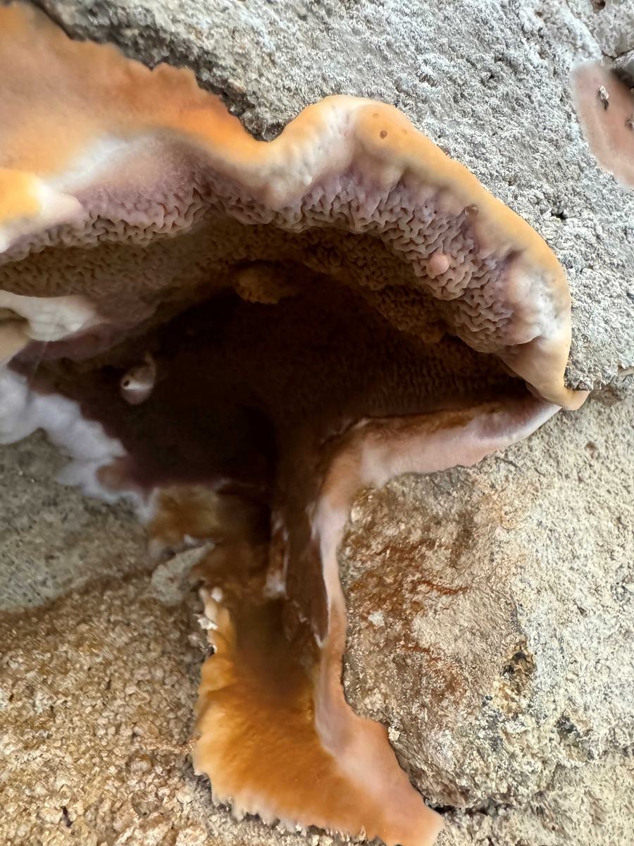 Jeune mérule : champignon blanc cotonneux et jaunâtre sur du bois, dans un angle de mur.
