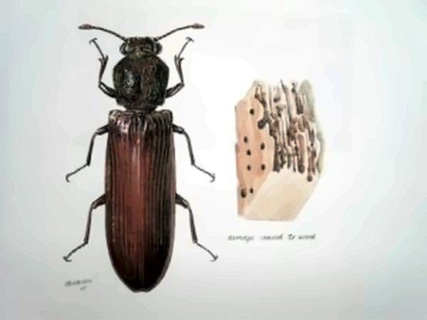 Dessin d'un coléoptère xylophage brun à côté d'un morceau de bois percé de galeries, légende « damage caused to wood ».