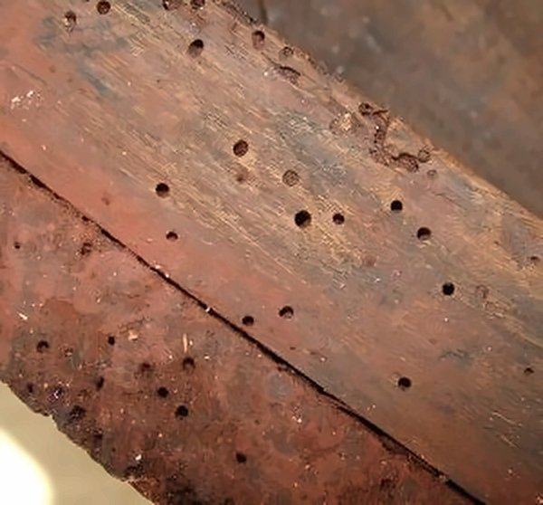 Gros plan sur une poutre ou un meuble en bois percé de petits trous de vrillettes.